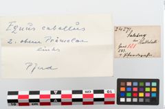 Etiketten zu Tierzahn (NHMW-PRAE-024271)